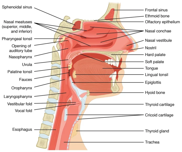 Which Structure Helps Move Food to the Pharynx?